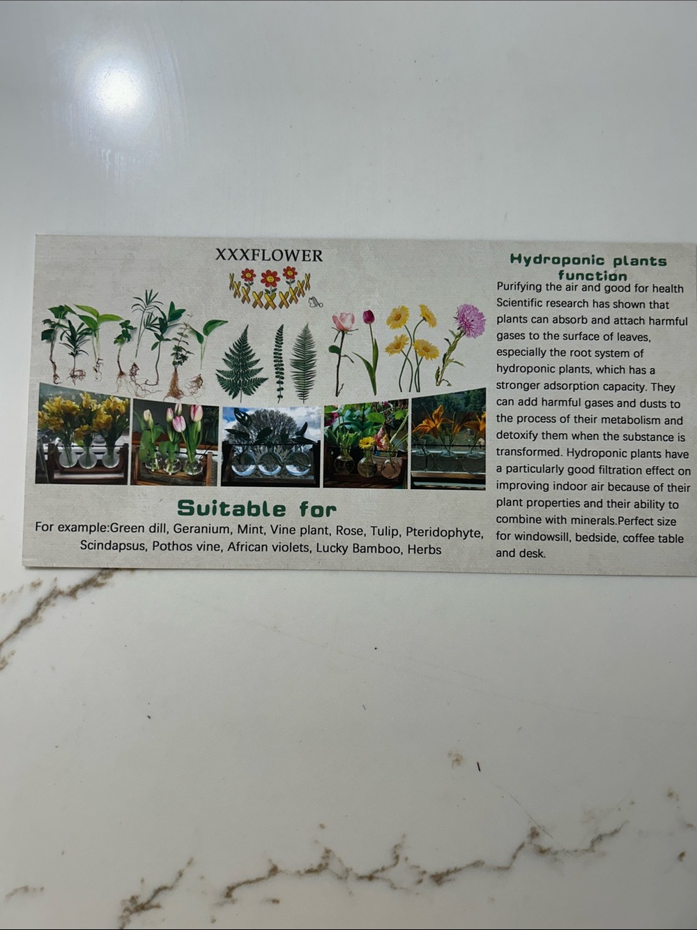 Triple Glass Bulb Plant Propagation Station with Brown Wood Frame - Picture 3 of 7